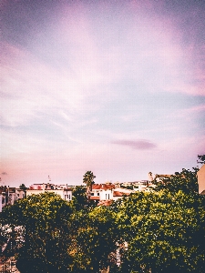 Foto Langit awan merah jambu pohon