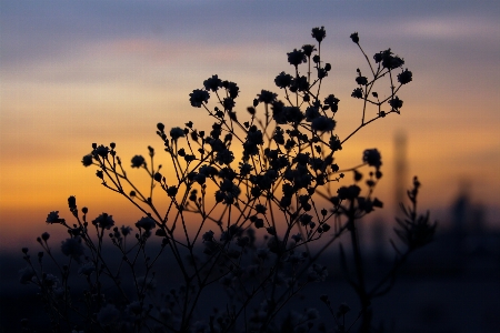 Sky nature sunset vegetation Photo