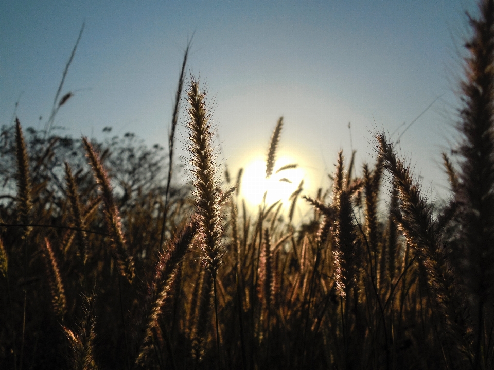 Sky nature grain rye