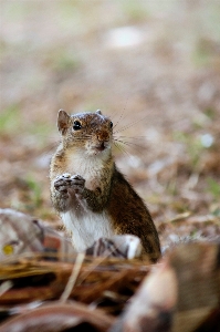 Squirrel ground squirrels rodent terrestrial animal Photo