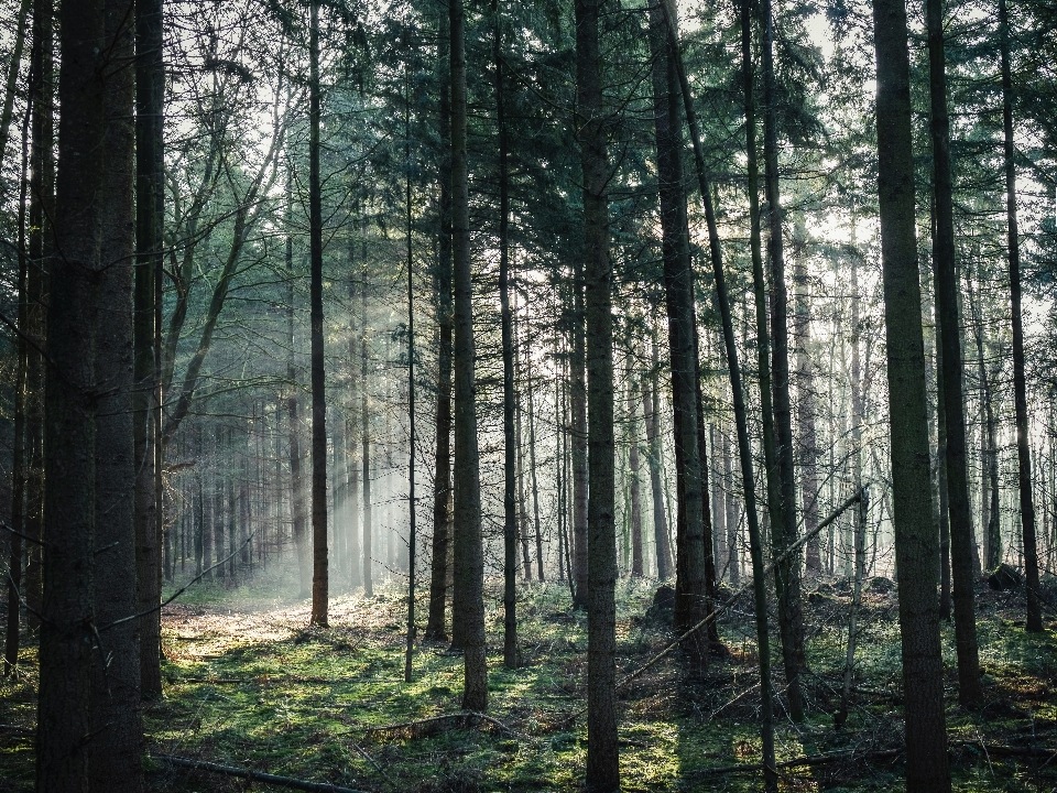 árbol bosque abeto para bosque
 bosques de coníferas tropicales y subtropicales
