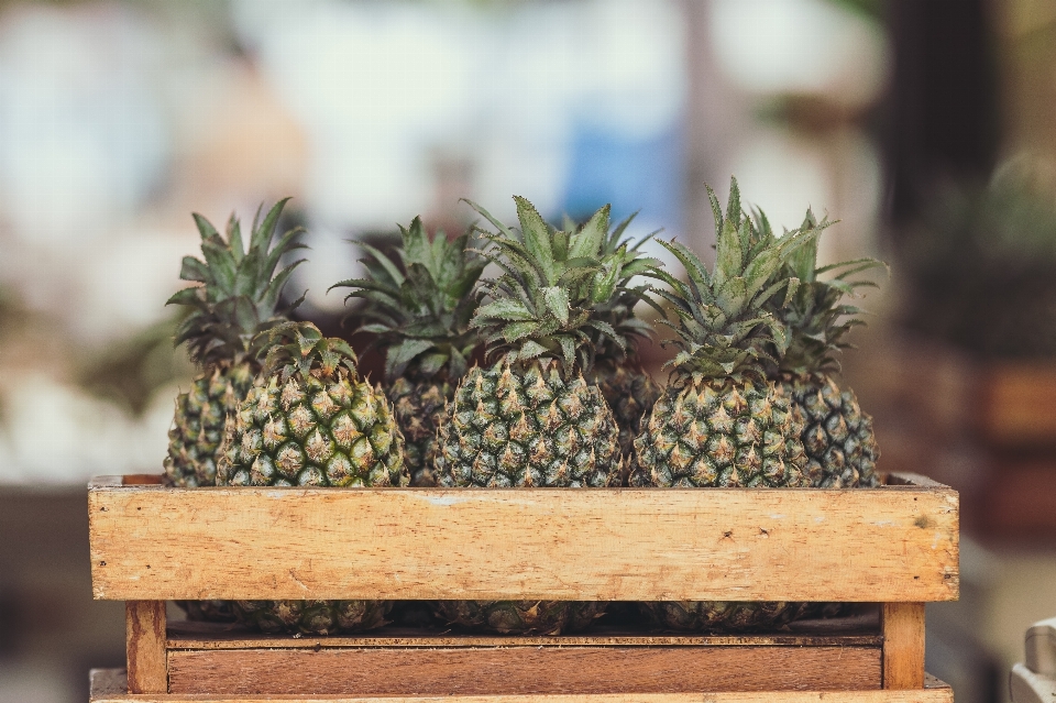 Piña piña
 alimentos naturales
 planta