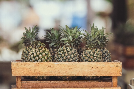 Pineapple ananas natural foods plant Photo