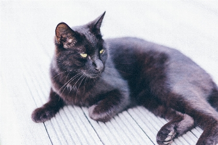 Foto Kucing mamalia bertulang belakang
 berukuran kecil hingga sedang
