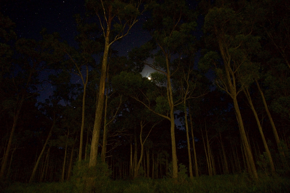 Natureza preto árvore escuridão
