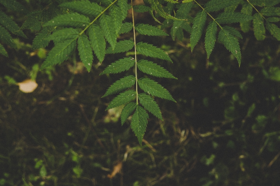 Daun tanaman pohon hijau