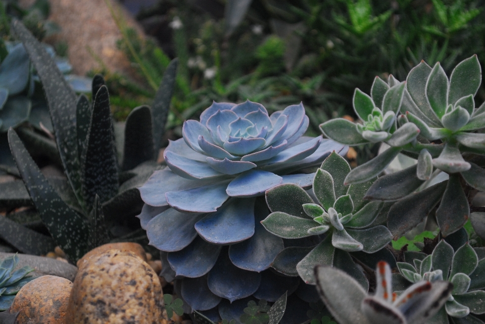 Fiore echeveria
 pianta rosa messicana bianca
