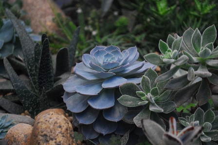 花 エケベリア
 植物 白いメキシカンローズ
 写真