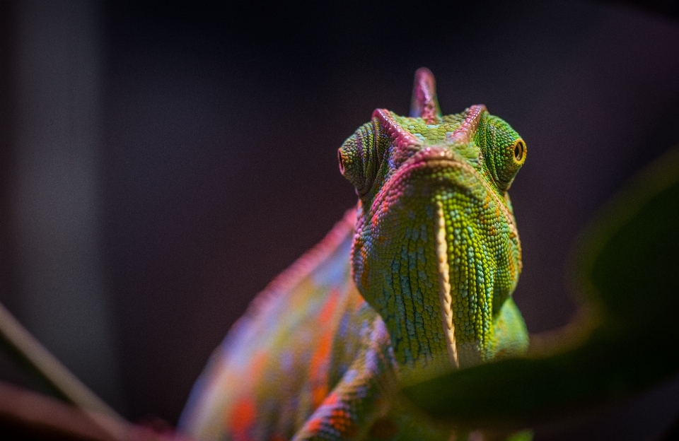 Chameleon reptile lizard macro photography