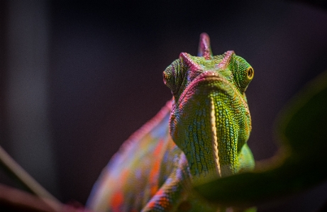 Foto Bunglon
 reptil kadal fotografi makro
