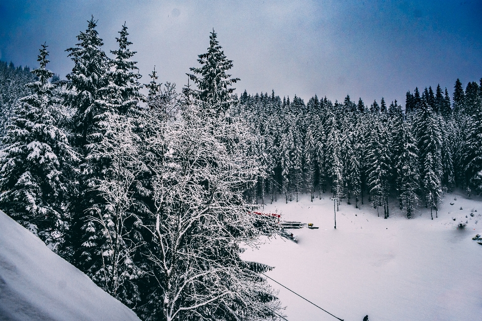 śnieg zima drzewo niebo