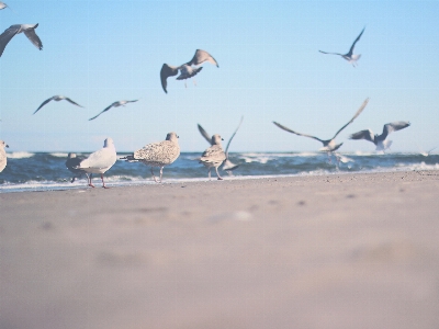 Bird laughing gull sky seabird Photo