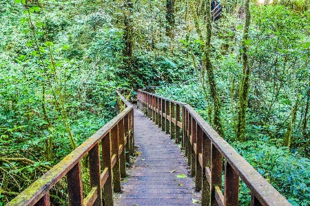 Nature reserve vegetation bridge Photo