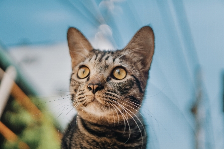 Foto Gato mamífero vertebrado
 bigodes
