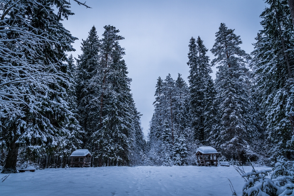 śnieg zima drzewo niebo