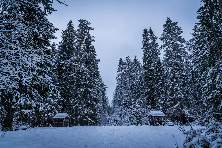 Foto Neve inverno árvore céu