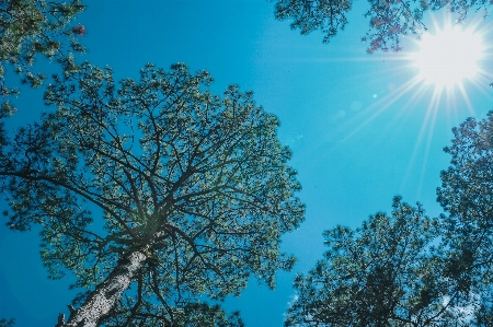 Sky blue tree nature Photo