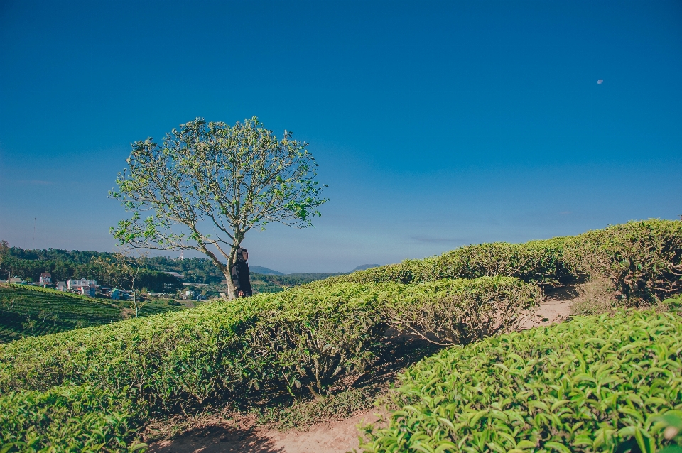 Nature vegetation natural landscape sky