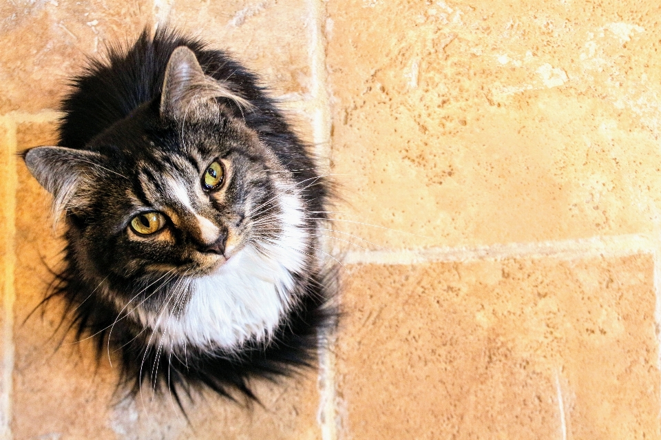 Gato gatos de pequeno a médio porte
 felídeos
 bigodes
