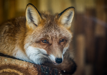 Foto Mamalia bertulang belakang
 canidae
 rubah merah
