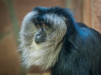 Photo Vertébré
 mammifère primate faune