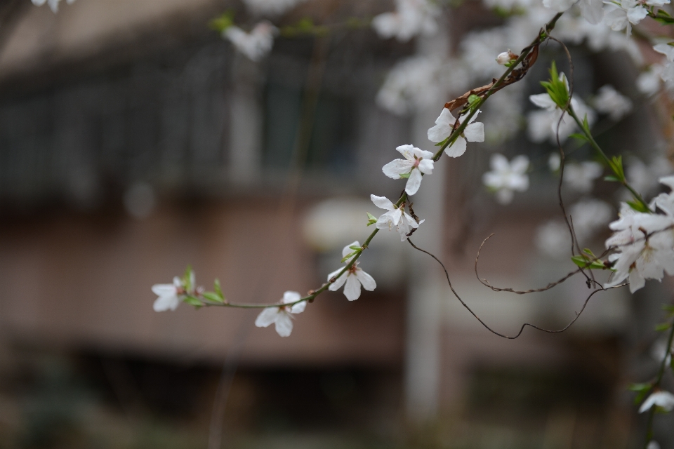 Flower white spring plant