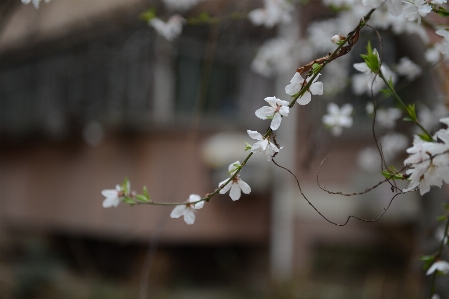 花 白 春 植物 写真