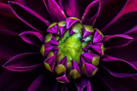 Flower flowering plant petal purple Photo