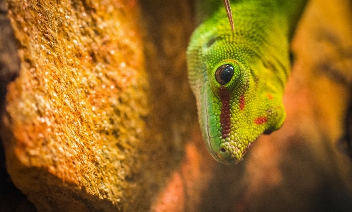 Foto Reptil hijau bersisik
 merapatkan
