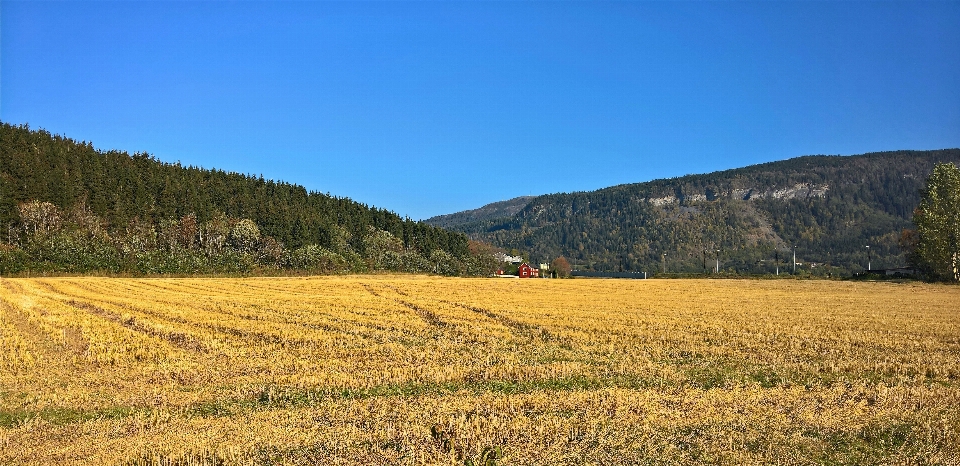 Prairie
 champ paysage naturel
 environnement