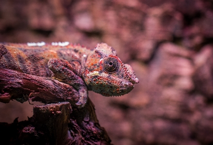 Photo Reptile lézard iguane
 œil