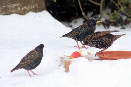 Photo Oiseau vertébré
 étourneau
 étourneau sansonnet européen
