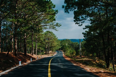 道 自然の風景
 木 自然 写真