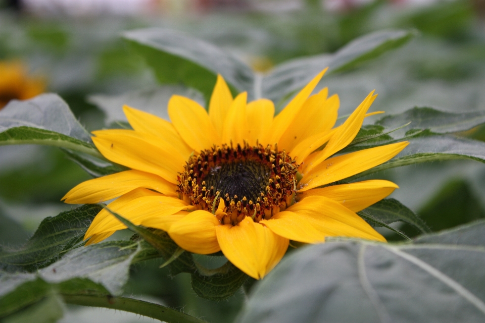 Girasol flor planta floreciendo
