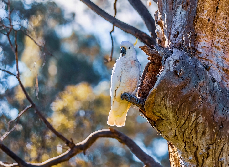 Cacatúa
 pájaro árbol nido