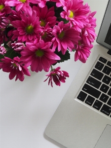 Flower pink cut flowers petal Photo