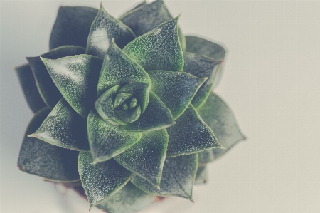 Green flower leaf plant Photo