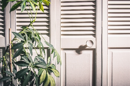 Green houseplant door handle leaf Photo