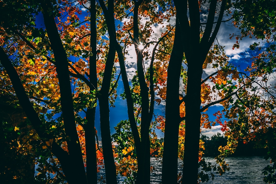 Baum blatt natur gemäßigter laub- und mischwald
