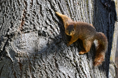 Eichhörnchen fuchs-eichhörnchen
 stamm baum Foto