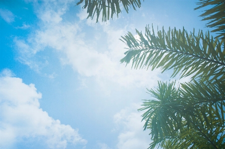 空 木 昼間 植生 写真