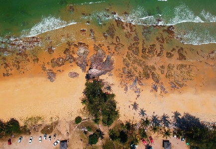 Foto Pohon dunia lanskap