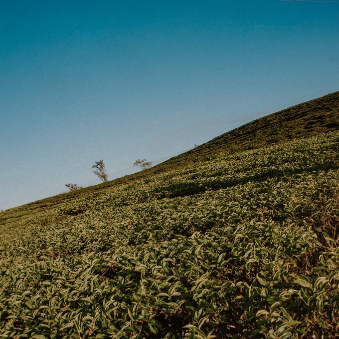 Himmel vegetation grün feld