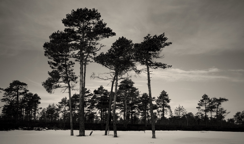 Tree sky nature monochrome photography