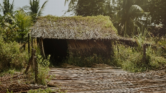 Foto Tumbuh-tumbuhan pemandangan alam
 jerami
 pondok