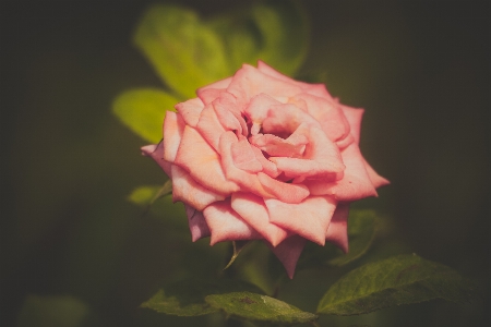 Roses flower garden pink Photo