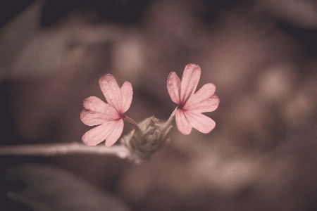 Flower pink petal plant Photo