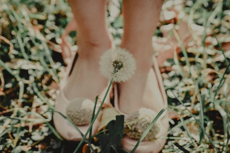 Footwear flower dress plant Photo