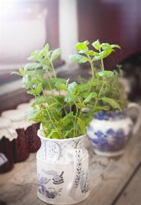 植木鉢 花 植物 ハーブ 写真