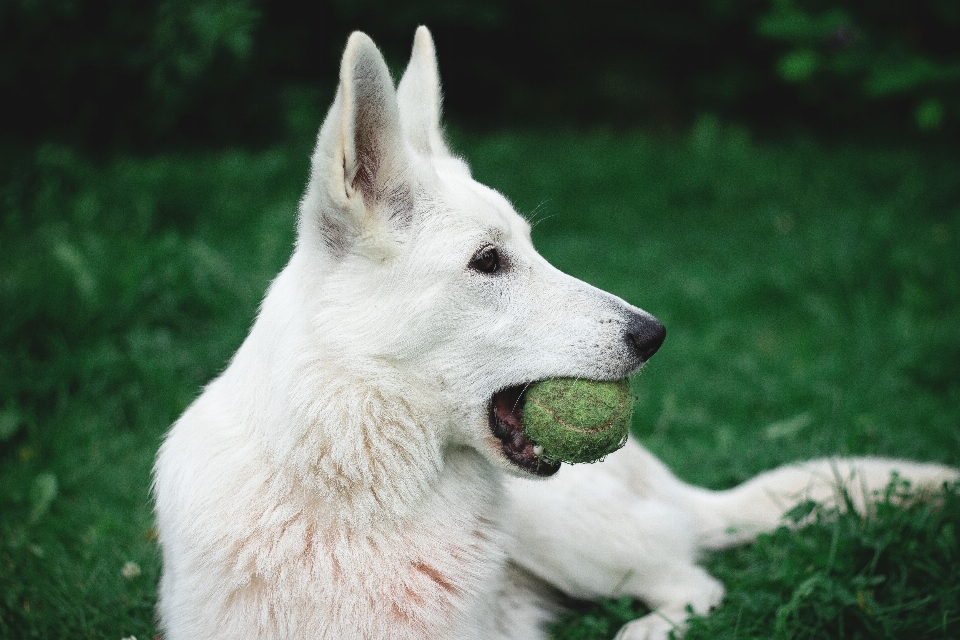 Perro mamífero vertebrado
 cánidos
